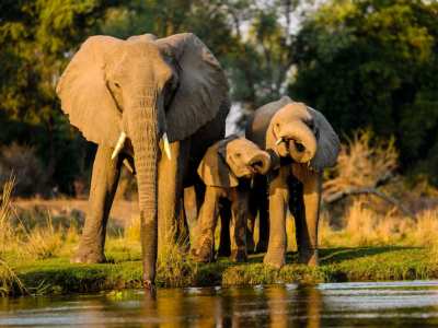 indias largest elephant population nilgiri biosphere reserve wildlife conservation