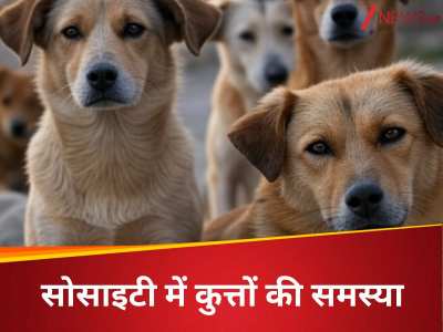 आवारा कुत्तों को अपने घर में क्यों नहीं खिलाते आप? सोसाइटी की समस्या पर सुप्रीम कोर्ट के जज भी नाराज
