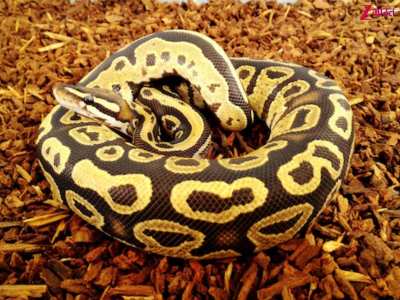 Where is largest population of snakes in world unique species names