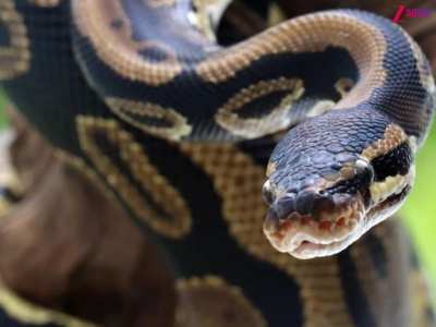 Snakes rule in West Bengal of India home to most species