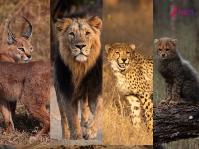 PM Narendra Modi Shares Stunning Wildlife Photos on World Wildlife Day Highlights India Biodiversity