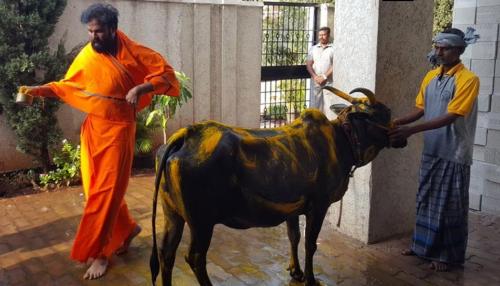 कर्नाटक चुनाव: वोटिंग से पहले BJP कैंडिडेट श्रीरामुलु की गौ पूजा, सिद्धारमैया के खिलाफ लड़ रहे चुनाव कर्नाटक चुनाव: वोटिंग से पहले BJP कैंडिडेट श्रीरामुलु की गौ पूजा, सिद्धारमैया के खिलाफ लड़ रहे चुनाव
