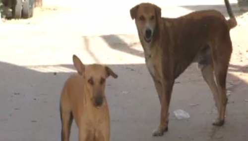 Crorepati Dogs story in Panchot Village near Mehsana gujarat | देश के इस  राज्य में है करोड़पति कुत्तों का गांव, स्टोरी पढ़कर हैरान रह जाएंगे आप! |  Hindi News, जरा हटके