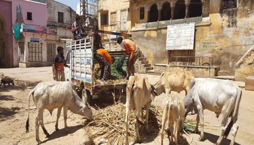 Dholpur News: Covid Lockdown में बेजुबानों की मदद के लिए आगे आए बजरंग दल के युवा Dholpur News: Covid Lockdown में बेजुबानों की मदद के लिए आगे आए बजरंग दल के युवा