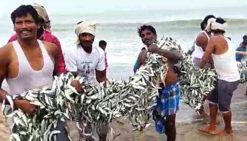 ସମୁଦ୍ର ଉପକୂଳରୁ ଧରାହେଲା ମାଛ ମାଳ ସମୁଦ୍ର ଉପକୂଳରୁ ଧରାହେଲା ମାଛ ମାଳ