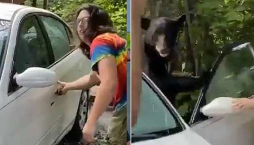 अचानक कार में फंस गया भालू तो शख्स ने लगाया जुगाड़, देखें वायरल Video अचानक कार में फंस गया भालू तो शख्स ने लगाया जुगाड़, देखें वायरल Video
