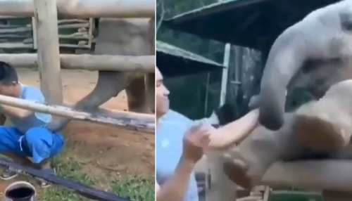 काम कर रहे शख्स को परेशान करने लगा छोटा हाथी, Cute Video हुआ वायरल काम कर रहे शख्स को परेशान करने लगा छोटा हाथी, Cute Video हुआ वायरल