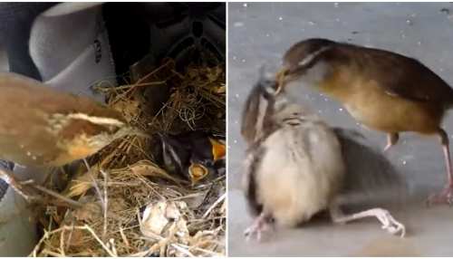 Viral Video: चिड़िया को भी आता है गुस्सा, मां से भाव न मिलने पर किया इतना ड्रामा Viral Video: चिड़िया को भी आता है गुस्सा, मां से भाव न मिलने पर किया इतना ड्रामा