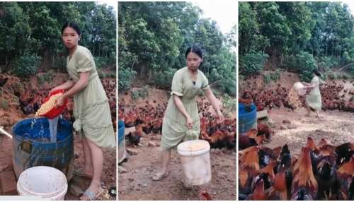 Viral Video: लड़की ने घूम-घूमकर डाला मुर्गियों को दाना, लोगों ने वीडियो पर दिया ऐसा रिएक्शन Viral Video: लड़की ने घूम-घूमकर डाला मुर्गियों को दाना, लोगों ने वीडियो पर दिया ऐसा रिएक्शन