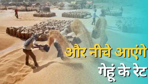 Wheat Price: गेहूं की कीमत पर लगाम लगाने के लिए सरकार का बड़ा कदम, 22 फरवरी को होगा ये काम Wheat Price: गेहूं की कीमत पर लगाम लगाने के लिए सरकार का बड़ा कदम, 22 फरवरी को होगा ये काम