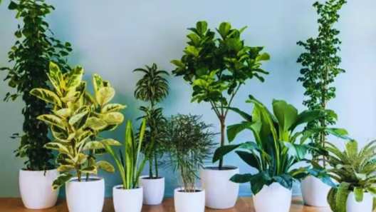 Plant these indoor plants at home to get relief from pollution