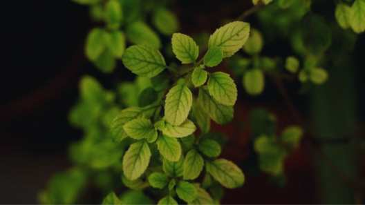 plant tulsi plant in these directions to get wealth and prosperity