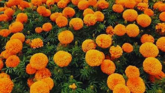 add marigold flowers in bathing water to get these amazing benefits