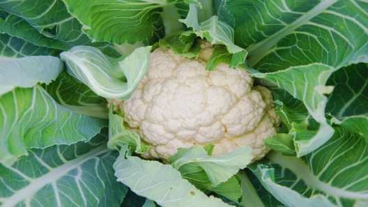 know about these 5 amazing health benefits of cauliflower leaves phool gobhi ke patton ke fayde