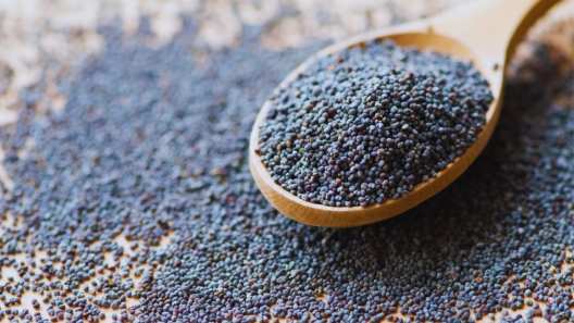 from strong muscles to regulating blood pressure know about these amazing benefits of poppy seeds