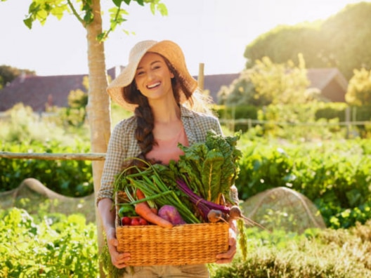 Lifestyle tips vegetables grown in spetember brinjal capsicum cauliflower 