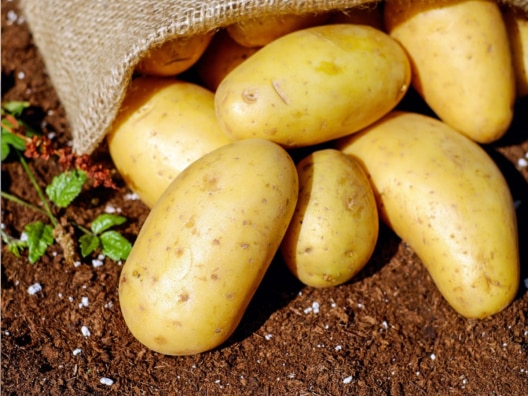 Health news diabetes to aicidity side effects of potatoes 