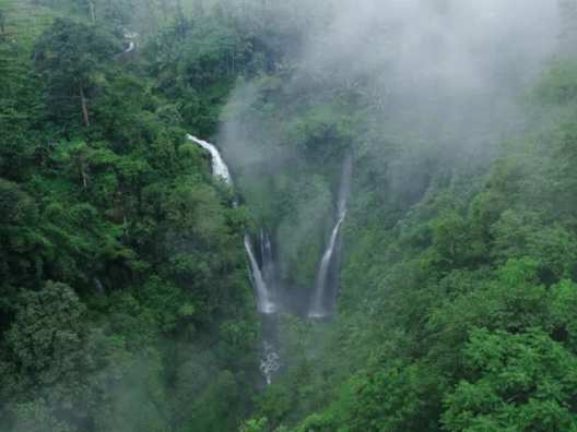 which indian state has most forest cover 2025