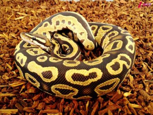 Where is largest population of snakes in world unique species names