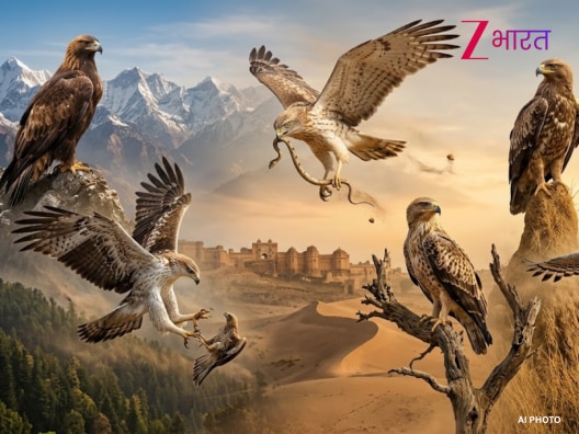 indian eagle species list golden steppe spotted serpent bonelli tawny snake eagle india