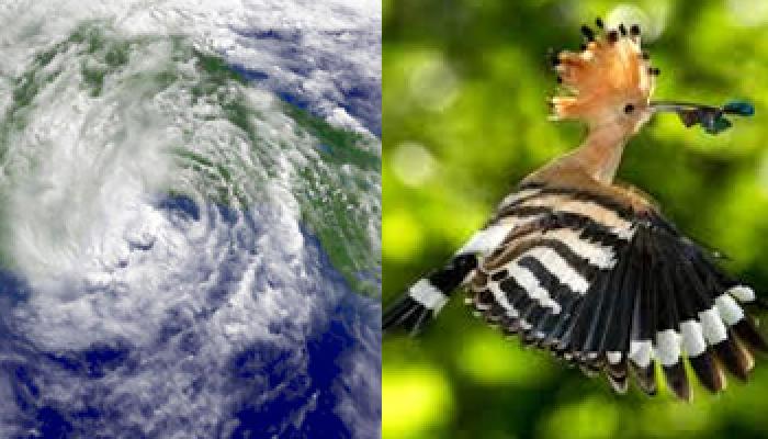 hudhud is a colourful bird so horrible à¤¹ à¤¦à¤¹ à¤¦ à¤à¤ à¤ªà¤ à¤· à¤ à¤¨ à¤® à¤¸ à¤à¤¤à¤¨ à¤¦à¤¹à¤¶à¤¤ hindi news à¤ à¤¸ à¤ª à¤¶à¤² hudhud is a colourful bird so horrible à¤¹ à¤¦à¤¹ à¤¦ à¤à¤ à¤ªà¤ à¤· à¤ à¤¨ à¤® à¤¸ à¤à¤¤à¤¨ à¤¦à¤¹à¤¶à¤¤ hindi news à¤ à¤¸ à¤ª à¤¶à¤²