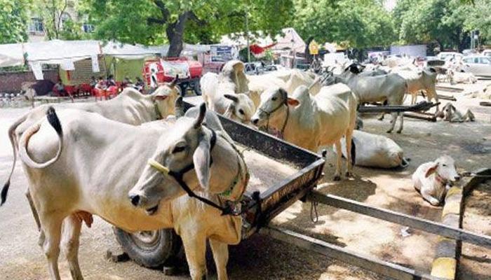 अब गाय का गोबर भी बिक रहा है ऑनलाइन अब गाय का गोबर भी बिक रहा है ऑनलाइन