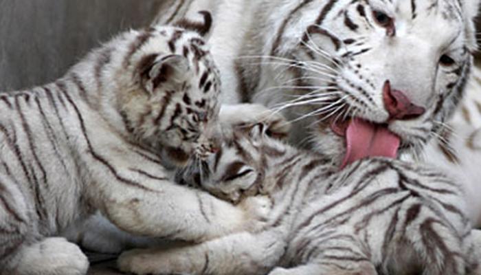 Ukraine Five White Tiger Cubs Became Center Of Attraction At The Zoo उक र न क च ड य घर म आकर षण क क द र बन सफ द श र क प च श वक Hindi News द न य