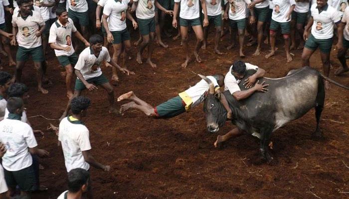 जल्लीकट्टू का मदुरै में आज होगा आयोजन, तमिलनाडु के मुख्यमंत्री पन्नीरसेलवम करेंगे उद्घाटन जल्लीकट्टू का मदुरै में आज होगा आयोजन, तमिलनाडु के मुख्यमंत्री पन्नीरसेलवम करेंगे उद्घाटन