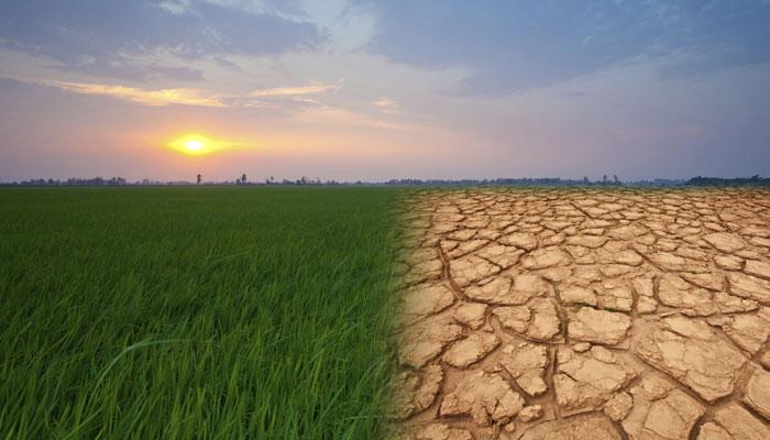 ग्लोबल वॉर्मिंग के चलते 2030 तक देश में आ सकता है 'चावल संकट' ग्लोबल वॉर्मिंग के चलते 2030 तक देश में आ सकता है 'चावल संकट'