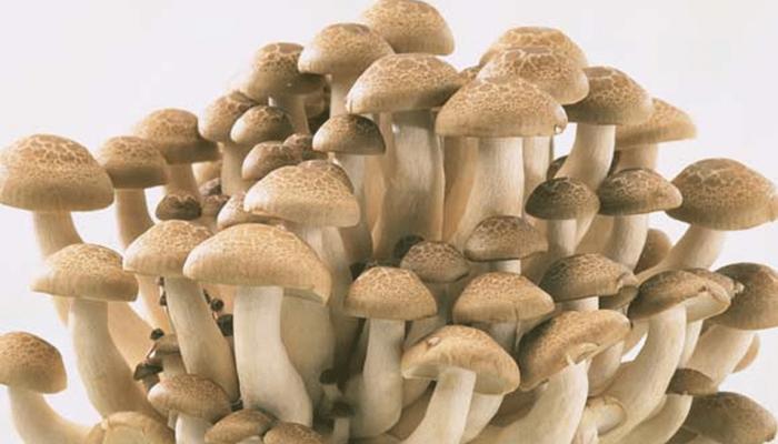 डिप्रेशन के इलाज में कारगर है जादुई मशरूम : शोध डिप्रेशन के इलाज में कारगर है जादुई मशरूम : शोध