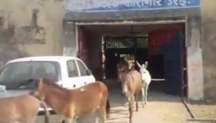 यूपीः उरई जेल से रिहा किए गए 8 गधे, 4 दिन से थे जेल में बंद, जानिए क्या किया था? यूपीः उरई जेल से रिहा किए गए 8 गधे, 4 दिन से थे जेल में बंद, जानिए क्या किया था?