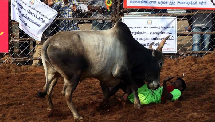 जल्लीकट्टू पर बैन हटने के बाद पहली मौत, 19 साल के युवक को सांड़ों ने कुचला जल्लीकट्टू पर बैन हटने के बाद पहली मौत, 19 साल के युवक को सांड़ों ने कुचला