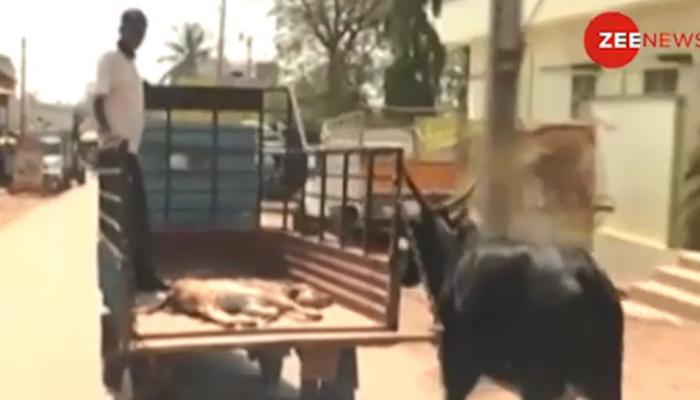 VIDEO : घायल बछड़े को अस्पताल ले जाती गाड़ी के पीछे दौड़ती रही गाय VIDEO : घायल बछड़े को अस्पताल ले जाती गाड़ी के पीछे दौड़ती रही गाय
