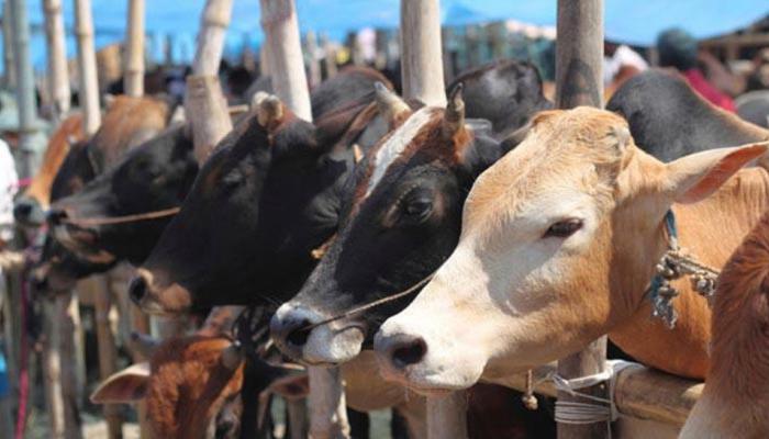 गाय का दूध पीने से घटता है अपराध का ग्राफ: RSS से जुड़ी संस्था का दावा गाय का दूध पीने से घटता है अपराध का ग्राफ: RSS से जुड़ी संस्था का दावा