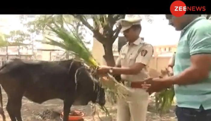 VIDEO: पुलिस स्टेशन बना गौशाला, गोबर उठाने को मजबूर हैं पुलिसकर्मी, वजह जान हैरान रह जाएंगे VIDEO: पुलिस स्टेशन बना गौशाला, गोबर उठाने को मजबूर हैं पुलिसकर्मी, वजह जान हैरान रह जाएंगे