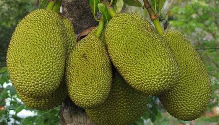 amazing benefits of eating jackfruit in hindi | हफ्ते में एक बार कटहल की  सब्जी खाने के 9 फायदे जानकर चौंक जाएंगे आप
