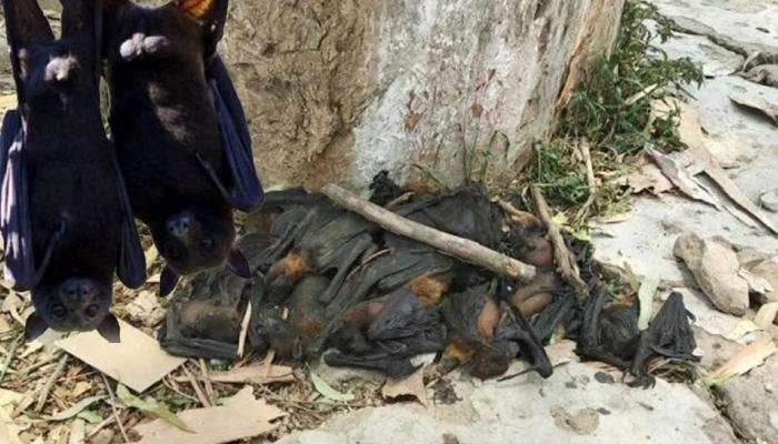 हिमाचल पहुंचा निपाह वायरस का खौफ! स्कूल में मरे मिले 18 चमगादड़ हिमाचल पहुंचा निपाह वायरस का खौफ! स्कूल में मरे मिले 18 चमगादड़