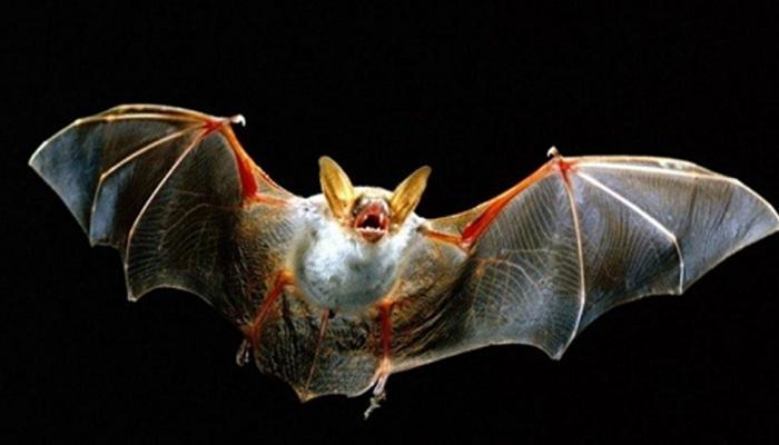 Ways & measures to escape bats from your home | चमगादड़ से है बड़ा खतरा! घर के आसपास भी दिखे तो ये हैं भगाने के उपाए