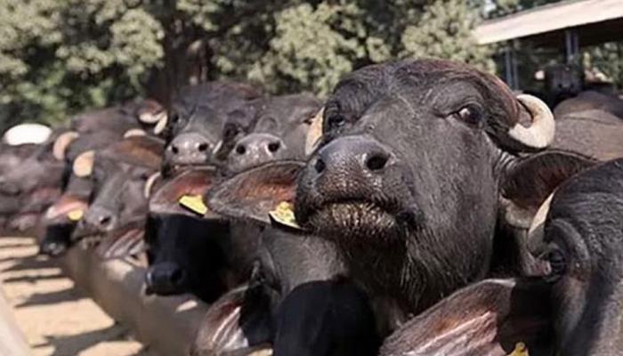 MP: पशु प्रेम की मिसाल, भैंसे की मौत के बाद मालिक ने रीति-रिवाज से किया अंतिम संस्कार MP: पशु प्रेम की मिसाल, भैंसे की मौत के बाद मालिक ने रीति-रिवाज से किया अंतिम संस्कार