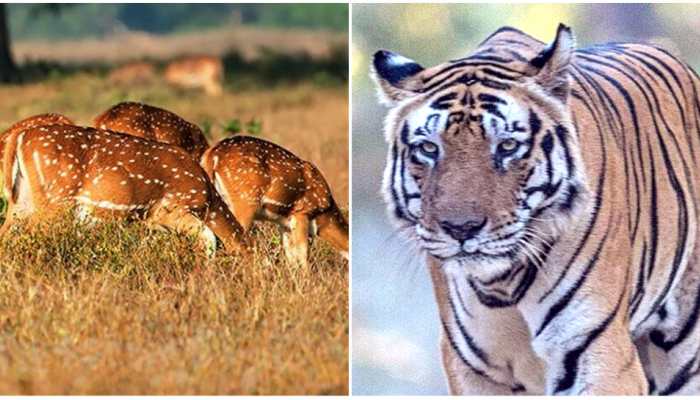 मप्र: कान्हा नेशनल पार्क की वाइल्ड लाइफ है रोचक, मशहूर है ये ट्रैवल डेस्टिनेशन मप्र: कान्हा नेशनल पार्क की वाइल्ड लाइफ है रोचक, मशहूर है ये ट्रैवल डेस्टिनेशन