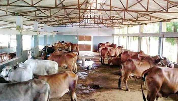 अंबाला: गौशाला में 7 गायों की मौत, मुकदमा दर्ज अंबाला: गौशाला में 7 गायों की मौत, मुकदमा दर्ज