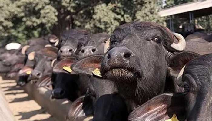 महिला को होशियारी पड़ी महंगी, डेढ़ लाख की कीमत वाला 5 तोले का मंगलसूत्र निगल गई भैंस! महिला को होशियारी पड़ी महंगी, डेढ़ लाख की कीमत वाला 5 तोले का मंगलसूत्र निगल गई भैंस!