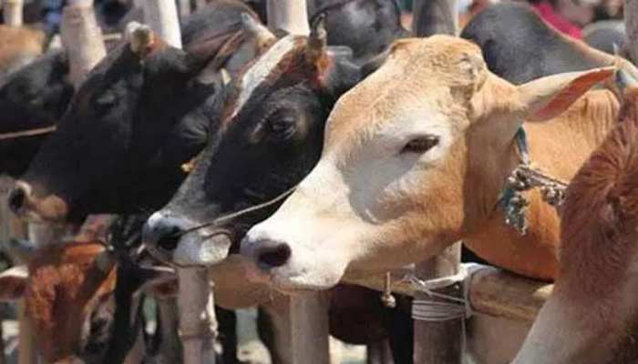 क्या गाय, बिल्ली और लंगूर वाकई पक्षी हैं, पर्यावरण मंत्रालय की वेबसाइट तो यही कहती है क्या गाय, बिल्ली और लंगूर वाकई पक्षी हैं, पर्यावरण मंत्रालय की वेबसाइट तो यही कहती है