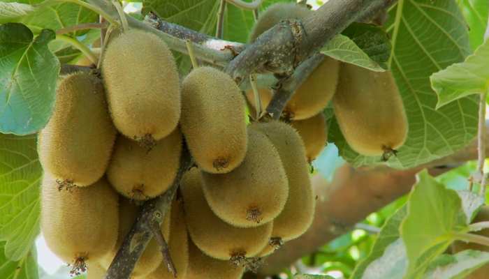 दुनिया का सबसे ताकतवर फल, खाते ही शरीर में आती है गजब की ताकत