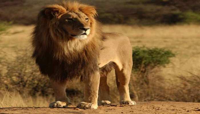 14 Lions Deaths In The Gir Forest 140 Teams Created For Monitoring à¤ à¤° à¤ à¤ à¤à¤² à¤® 14 à¤¶ à¤° à¤ à¤® à¤¤ à¤® à¤¨ à¤à¤° à¤ à¤ à¤² à¤ à¤¬à¤¨ à¤ à¤à¤ 140 à¤ à¤® दिल्ली में भारतीय जनता पार्टी की अहम बैठक शुरू हो चुकी है और प्रधानमंत्री नरेंद्र मोदी मीटिंग के लिए पहुंच चुके हैं. 14 lions deaths in the gir forest 140 teams created for monitoring à¤ à¤° à¤ à¤ à¤à¤² à¤® 14 à¤¶ à¤° à¤ à¤® à¤¤ à¤® à¤¨ à¤à¤° à¤ à¤ à¤² à¤ à¤¬à¤¨ à¤ à¤à¤ 140 à¤ à¤®