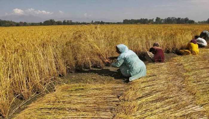 Rabi Crops Meaning In Hindi Rabi crops News in Hindi, Rabi crops की लेटेस्ट न्यूज़, photos, videos