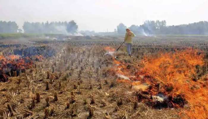 आईआईटी के छात्रों ने निकाला पराली का इको-फ्रेंडली समाधान आईआईटी के छात्रों ने निकाला पराली का इको-फ्रेंडली समाधान