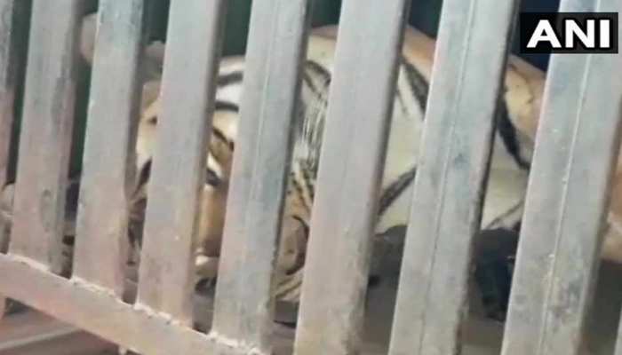 मारी गई 14 इंसानों की जान लेने वाली आदमखोर बाघिन 'अवनी', लोगों ने खुशी में फोड़े पटाखे मारी गई 14 इंसानों की जान लेने वाली आदमखोर बाघिन 'अवनी', लोगों ने खुशी में फोड़े पटाखे