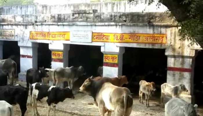 अलीगढ़: किसानों ने स्कूल में दिलाया अवारा पशुओं को 'एडमिशन', हरकत में आया प्रशासन अलीगढ़: किसानों ने स्कूल में दिलाया अवारा पशुओं को 'एडमिशन', हरकत में आया प्रशासन
