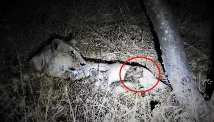 VIDEO: गिर में दिखा अद्भुत नजारा, तेंदुए के शावक को पाल रही है शेरनी VIDEO: गिर में दिखा अद्भुत नजारा, तेंदुए के शावक को पाल रही है शेरनी